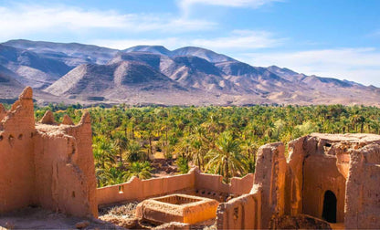 Dattes Mejhoul Large de Tafilalet - 1 KG | Trésor du Maroc