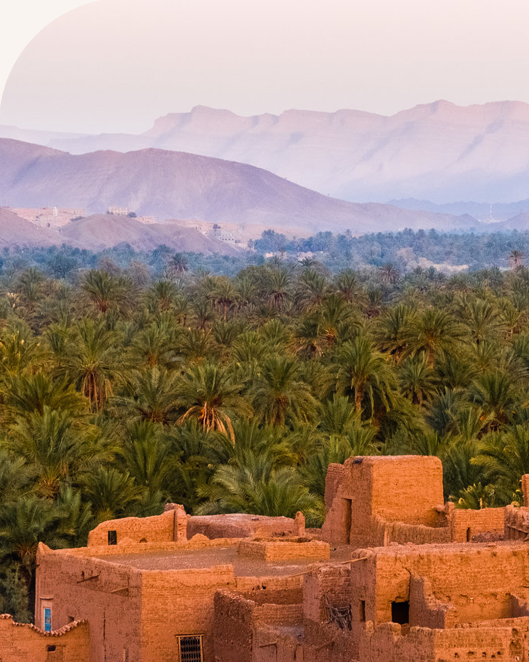 Dattes Mejhoul Medium de Tafilalet - 1 KG | Trésor du Maroc